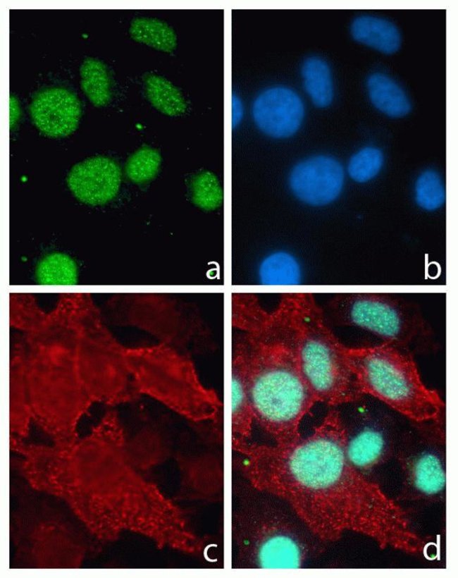 Immunocytochemistry analysis of U2OS cells stained with PiTX3, Rabbit mAb (5H10L5), ABfinityâ„¢ Recombinant Monoclonal Antibody, using a: Alexa FluorÂ®488 goat anti-rabbit was used as secondary (green). b: DAPI was used to stain the nucleus (blue) and c: Alexa FluorÂ® 594 wheat germ agglutinin was used to stain glycoconjugates on cell membrane (red). d: Composite image of cells showing nuclear localization of PiTX3.
